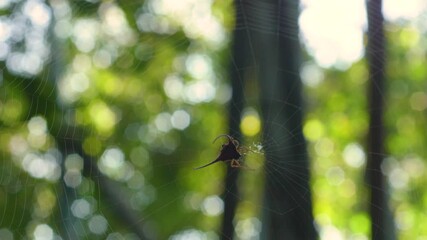 Wall Mural - Long horned orb weaver spider (macracantha arcuata) on its web or nest, natural bokeh background