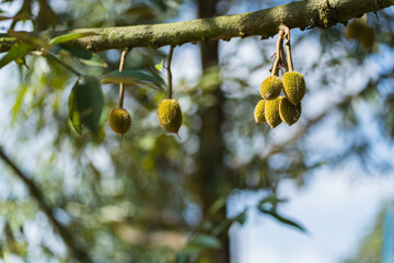 Fresh small durian, durian flower buds on branch tree with natural blurred background. Durian is king fruits and popular around the world, strange good taste and smell, most planted in Thailand.