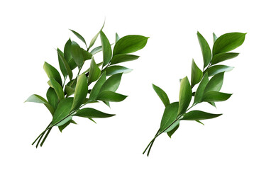 Wall Mural - set of ruscus twigs with green leaves isolated on white or transparent background