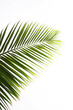 © 3DLeonardo - close up of a palm leaf on an white background