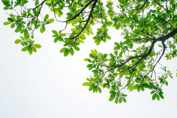 Tree branch with green leaves against a white background