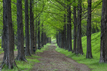 Wall Mural - Spring view of a trail with metasequoia trees at World Cup Park near Seoul, South Korea 