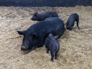 Black pig family with a mother and three youngs on rice straw of a pen near Seogwipo-si, Jeju-do, South Korea 