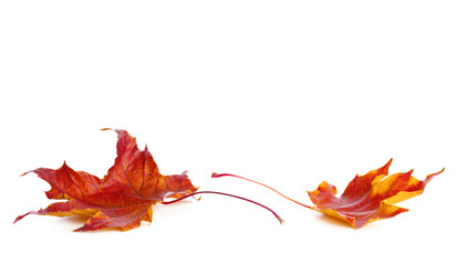 Wall Mural - Two red autumn  leaves lie on a white background..Maple leaves  isolated on white.