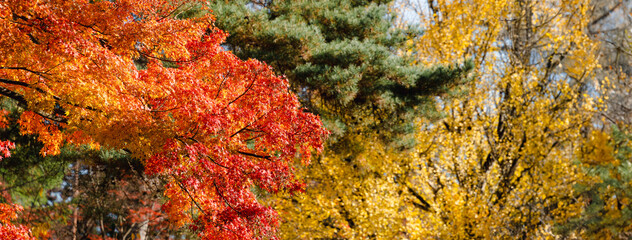 Wall Mural - beautiful maple leaves on the tree in autumn season.