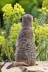 Wall Mural - portrait of meerkat (suricata suricatta) animal in natural habitat