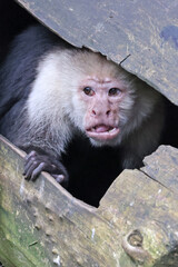 Wall Mural - the colombian white-faced capuchin (cebus capucinus) monkey looking out of tree trunk