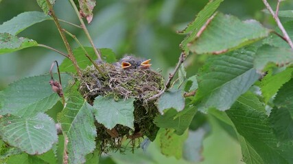 Sticker - Sleeping time, chicks of spotted flycatcher on nest (Muscicapa striata)