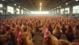 chicken farm with hundreds of chickens