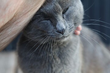 portrait of a cat