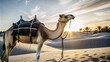 © Dushan - camel desert setting sunset