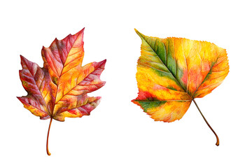 Poster - PNG Autumn leaf, transparent background