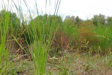 grass in the field, plants in a bog 