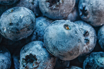 Wall Mural - Macro image of ripe blueberries covered with water drops. Background of fresh blue blueberries.