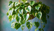 © john - plant bush with hanging vines of green variegated heart shaped leaves devil s ivy or golden pothos epipremnum aureum the tropical foliage houseplant