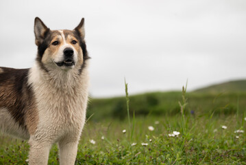 a dog is a person's best friend who will always help, a dog runs through mountains, meadows, rivers,a dog in the fresh air with teeth and she likes to travel with her owner, a hunting dog