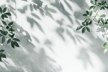 Wall Mural - Delicate Greenery Casts Playful Shadows on a White Background