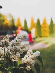 White lilacs in the garden