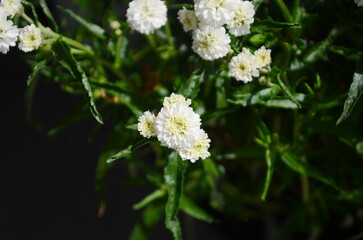 Wall Mural - achillea ptarmica. perennial white flowers bloom in the garden all summer.