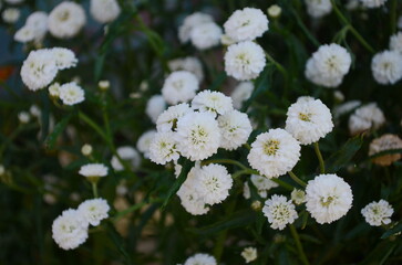 Wall Mural - achillea ptarmica. perennial white flowers bloom in the garden all summer.