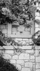 Black And White Photo Of Ivy Over Stone Wall With Rectangular Niche