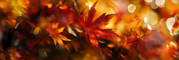 autumn maple leaves with vibrant colors and abstract bokeh background. fall season nature concept fo