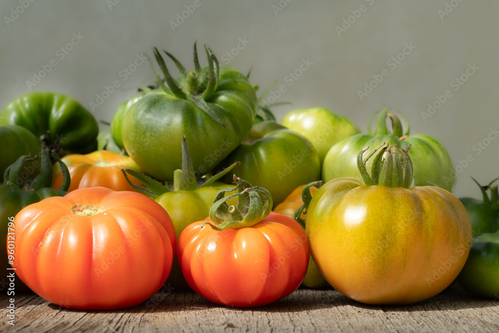 Home grown organic vegetable tomatoes ripening in a greenhouse red ...