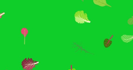 Wall Mural - Flying salad leaves animation. Cartoon set green red raw leaves on green screen chroma key. Arugula, spinach, lettuce leaf, watercress. Organic ingredients for cooking healthy food. 4K motion graphic