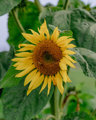 plants , flowers