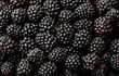 © Vera - Blackberry berries. Fresh ripe blackberries as background, top view. Juicy ripe black berries in a heap. Texture of blackberries close-up.