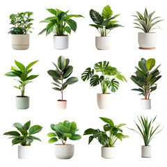 Poster - PNG potted houseplant element set, transparent background