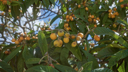 Loquat fruits hanging on branches of a tree in puglia, italy, with clear blue sky in the background.