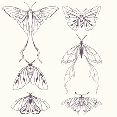 Wall Mural - Boho vintage vector art design with bohemian butterfly. Isolated insect icon set in simple style, hand drawn illustration ornate collection, celestial insects, moth minimalist tattoo art set