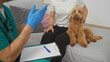 © Krakenimages.com - Veterinarian consulting with woman about her poodle in a cozy living room