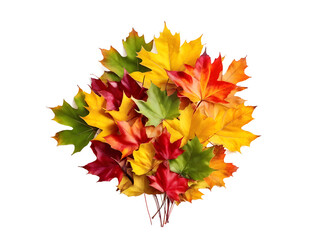 Wall Mural - Pile of fall colorful maple autumn leaves isolated on transparent background
