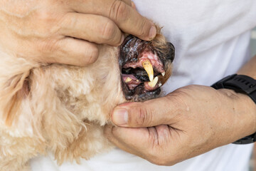 Closeup of dog with teeth gingivitis decay and gum problem had most of her teeth extracted to prevent other health issues.