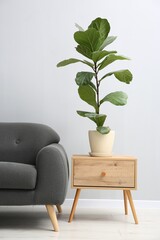 Canvas Print - Comfortable sofa, houseplant and table near grey wall in room