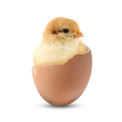 Poster - Cute fluffy chick hatched from egg on white background