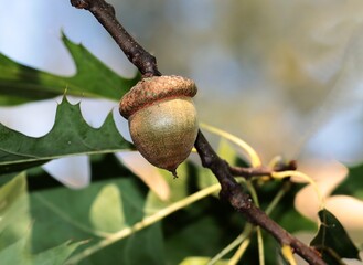 Wall Mural - acorns and green foliage of red oak tree