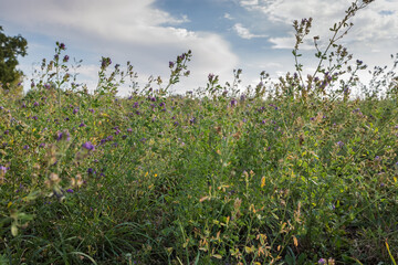 Canvas Print - Field of the blooming alfalfa against sky in summer day