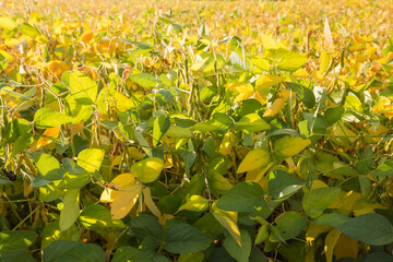 Wall Mural - Soybean stems with unripe pods on field in sunny weather