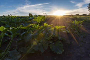 Sticker - Zucchini bushes against the setting sun on field , bottom view