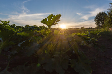 Poster - Zucchini bushes against the setting sun on field , bottom view