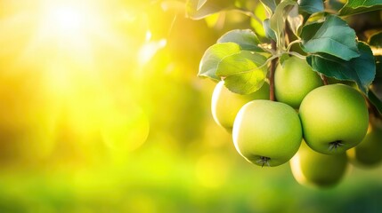 Poster - Detailed View of Green Apples Against Sunlight