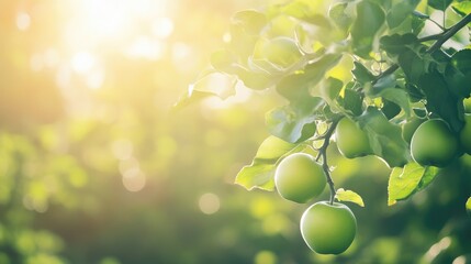 Poster - Sun-Kissed Green Apples on a Tree Branch