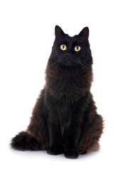 Naklejka na meble crossbred of maine coon