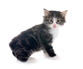 Canvas Print - young Kurilian Bobtail in studio