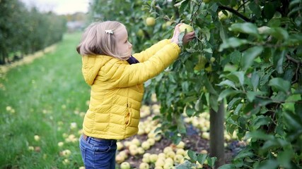 Wall Mural - Adorable preschooler girl picking yellow ripe organic apples in orchard or on farm on a fall day.