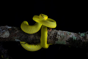 green snake in the tree