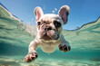 © Kate - French Bulldog Cute Adorable Pet Dog Animal Having Fun Playing Swimming In Water Outdoor